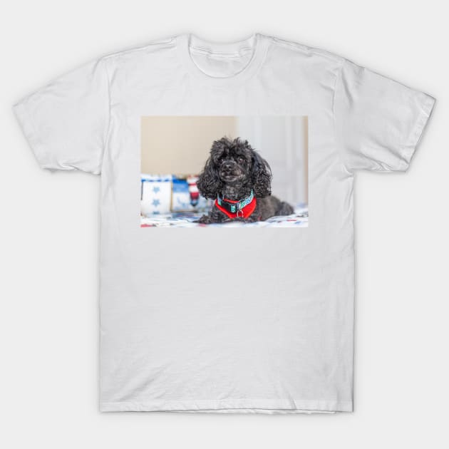 Lap Dog T-Shirt by KensLensDesigns